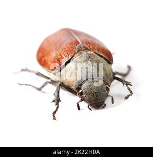 Sbirciando. Macrofotografia di uno scarabeo rosso e marrone isolato su bianco. Foto Stock