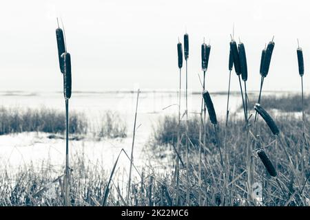 Le piante secche di Typha si trovano su una costa marina coperta di neve, fondo naturale invernale. Foto ravvicinata con messa a fuoco selettiva morbida Foto Stock