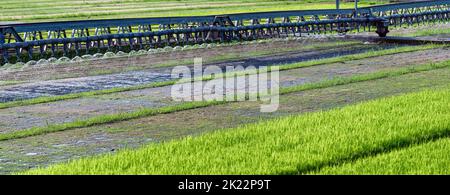 Sistema di irrigazione in funzione irrigazione di campo di riso. Moderna tecnologia di tubazioni e sprinkler per lo schiacciamento dell'acqua nella squadratura. Spray automatico per acqua per Foto Stock