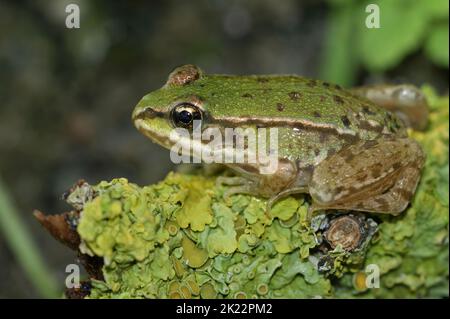 Dettaglio primo piano su una rana verde brillante giovane palude, Pelophylax ridibundus seduta su legno coperto di lichene Foto Stock