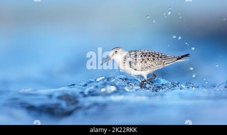 Calidris alba arenaria sabbiosa cammina in acqua e cerca di cibo nelle onde, la foto migliore. Foto Stock