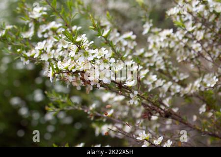 Leptospermum poligalifolium pianta in fiore con fiori bianchi. È comunemente conosciuto come tantoon, jellybush o albero giallo del tè. È una specie di arbusto Foto Stock