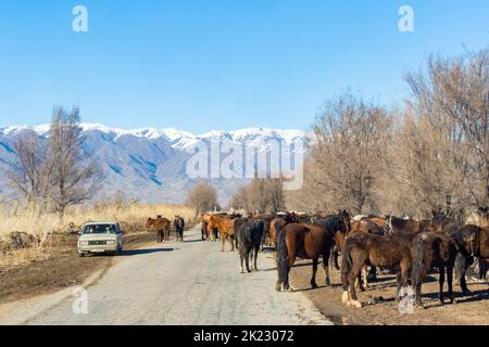 Provincia di Bishkek, Kirghizistan - 23 febbraio 2017: Una vecchia macchina che passa tra i cavalli in una strada nella campagna kirghiza, con le montagne sul retro Foto Stock