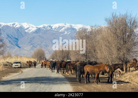 Provincia di Bishkek, Kirghizistan - 23 febbraio 2017: Una vecchia macchina che passa tra i cavalli in una strada nella campagna kirghiza, con le montagne sul retro Foto Stock