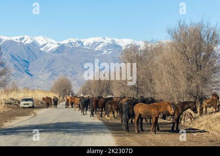 Provincia di Bishkek, Kirghizistan - 23 febbraio 2017: Una vecchia macchina che passa tra i cavalli in una strada nella campagna kirghiza, con le montagne sul retro Foto Stock