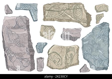 Set di pietre conchiglie e piante disegnate a mano oceano conchiglia o conchiglia molluschi capesante Mare animale subacqueo fossile Nautico e acquario, tema marino Illustrazione Vettoriale