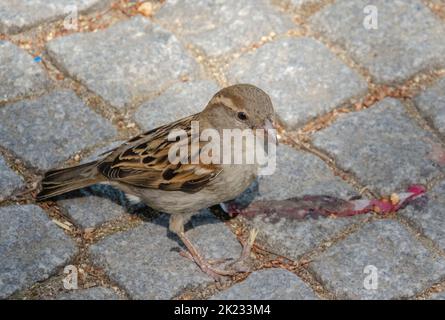 un passero carino su una siepe in primavera Foto Stock