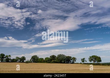Bellissimo paesaggio della campagna inglese con un campo dorato raccolto sotto un cielo blu vibrante con nuvole bianche sottili. Foto Stock