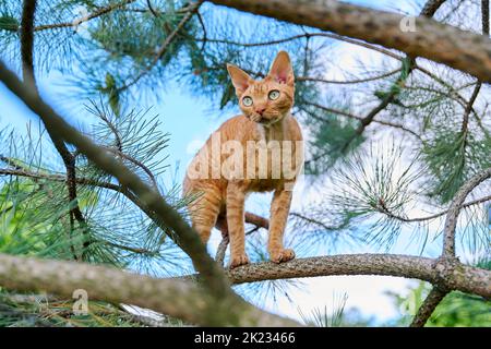 Il gatto serio dello zenzero Devon rex su un albero che guarda con attenzione le cacciate Foto Stock