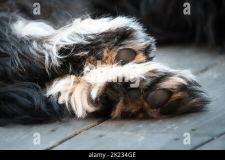 Goldendoodle giacendo su un ponte di legno, le zampe nere di un cane ibrido . Foto animale di un cane Foto Stock