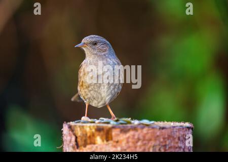 Uccello nero femmina (terdus merula) in piedi su un tronco di fronte a uno sfondo scuro pulito Foto Stock