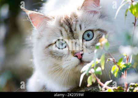 Carino gatto persiano di colore grigio e occhi blu che giocano intorno nel giardino. Foto Stock