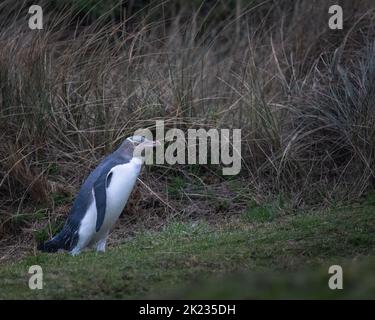 Pinguino con gli occhi gialli (Hoiho) nella Penisola di Otago, Nuova Zelanda. Foto Stock