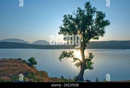 Albero sulla riva del lago Arthur al tramonto tempo di Bhandardara taluka Akole distretto Ahmednagar stato Maharashtra India Asia Foto Stock