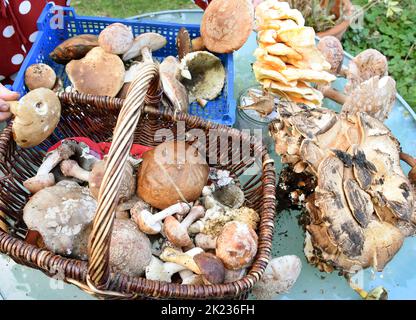 Zschepen Delitzsch, Germania. 21st Set, 2022. L'esperto di funghi certificato della Società tedesca per la Micologia, consulente di funghi Claudia Dietrich, mostra molti funghi commestibili e non commestibili che i raccoglitori di funghi o lei stessa hanno trovato nella foresta. Attualmente, il suo consiglio è molto richiesto, perché a causa delle condizioni climatiche favorevoli con docce a pioggia, la crescita dei funghi molto incoraggiato. In parte delle aree forestali della Sassonia settentrionale, ciò si traduce in una raccolta abbondante di funghi. Credit: Waltraud Grufitzsch/dpa-Zentralbild/ZB/dpa/Alamy Live News Foto Stock