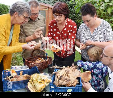 Zschepen Delitzsch, Germania. 21st Set, 2022. L'esperto di funghi certificato della Società tedesca per la Micologia, consulente di funghi Claudia Dietrich, (3rd da sinistra), spiega ai raccoglitrici di funghi se i funghi che hanno portato con sé sono commestibili o velenosi. Attualmente, il suo consiglio è molto richiesto, in quanto a causa delle condizioni climatiche favorevoli con docce a pioggia, la crescita dei funghi è molto incoraggiata. In parte delle aree forestali della Sassonia settentrionale, ciò si traduce in una raccolta abbondante di funghi. Credit: Waltraud Grufitzsch/dpa-Zentralbild/ZB/dpa/Alamy Live News Foto Stock