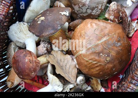 Zschepen Delitzsch, Germania. 21st Set, 2022. All'esperto di funghi certificato della Società tedesca per la Micologia, consulente di funghi Claudia Dietrich, ci sono molti funghi commestibili in un cesto, che raccoglitrici di funghi o lei stessa hanno trovato nella foresta. Attualmente la loro consultazione è molto richiesta, in quanto a causa della favorevole situazione climatica con docce a pioggia la crescita è molto promossa con i funghi. In parte delle aree forestali della Sassonia settentrionale, ciò si traduce in una raccolta abbondante di funghi. Credit: Waltraud Grufitzsch/dpa-Zentralbild/ZB/dpa/Alamy Live News Foto Stock