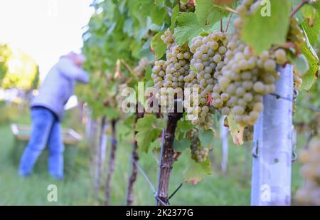 Stoccarda, Germania. 22nd Set, 2022. Le uve della varietà Chardonnay sono raccolte da un assistente alla raccolta del Collegium Wirtemberg di Rotenberg. Credit: Bernd Weißbrod/dpa/Alamy Live News Foto Stock