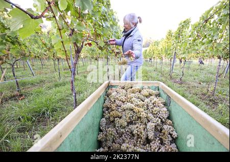 Stoccarda, Germania. 22nd Set, 2022. Le uve della varietà Chardonnay sono raccolte da un assistente alla raccolta del Collegium Wirtemberg di Rotenberg. Credit: Bernd Weißbrod/dpa/Alamy Live News Foto Stock