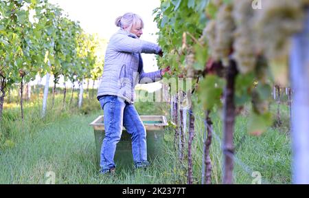 Stoccarda, Germania. 22nd Set, 2022. Le uve della varietà Chardonnay sono raccolte da un assistente alla raccolta del Collegium Wirtemberg di Rotenberg. Credit: Bernd Weißbrod/dpa/Alamy Live News Foto Stock