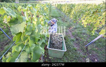 Stoccarda, Germania. 22nd Set, 2022. Le uve della varietà Chardonnay sono raccolte da un assistente alla raccolta del Collegium Wirtemberg di Rotenberg. Credit: Bernd Weißbrod/dpa/Alamy Live News Foto Stock