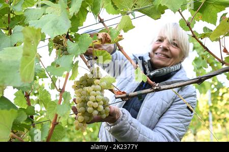 Stoccarda, Germania. 22nd Set, 2022. Le uve della varietà Chardonnay sono raccolte da un assistente alla raccolta del Collegium Wirtemberg di Rotenberg. Credit: Bernd Weißbrod/dpa/Alamy Live News Foto Stock