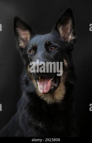 Ritratto di un cane, pastore tedesco purosangue di colore nero su sfondo nero, grande Foto Stock