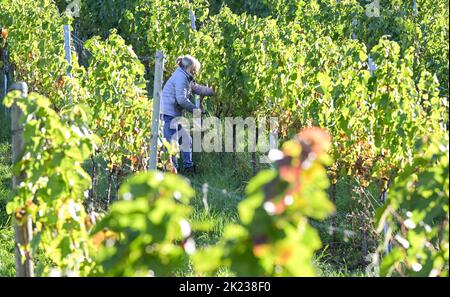 Stoccarda, Germania. 22nd Set, 2022. Le uve della varietà Chardonnay sono raccolte da un assistente alla raccolta del Collegium Wirtemberg di Rotenberg. Credit: Bernd Weißbrod/dpa/Alamy Live News Foto Stock