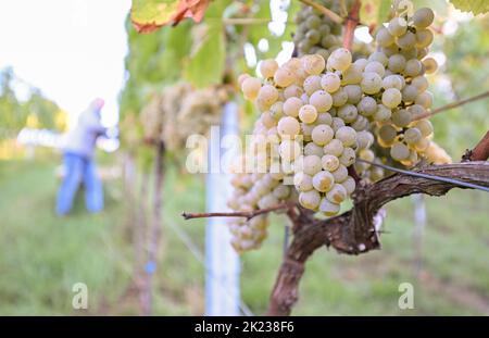 Stoccarda, Germania. 22nd Set, 2022. Le uve della varietà Chardonnay sono raccolte da un assistente alla raccolta del Collegium Wirtemberg di Rotenberg. Credit: Bernd Weißbrod/dpa/Alamy Live News Foto Stock