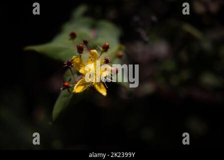 Fiore giallo e bacche rosse di St Johns-Wort su fondo a foglie scure Foto Stock