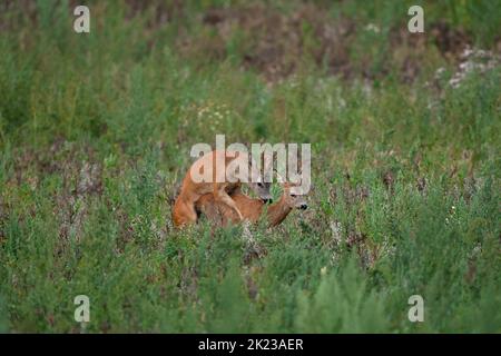 capriolo europeo, capreolo capreolo, natura ceca Foto Stock