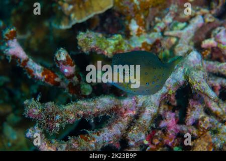 Vista laterale anteriore di adulto giallo - pesce bosso verde che guarda nuotare tra la barriera corallina Foto Stock