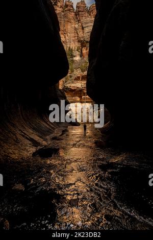 L'escursionista si trova nella forcella sinistra del North Creek nel Parco Nazionale di Zion Foto Stock