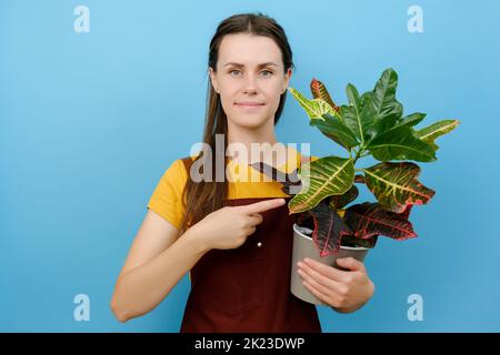 Ritratto di felice giovane donna fiorista punti a pentola di piante verdi piace nuovo tipo di pianta per il suo giardino, posa isolato su sfondo di colore blu Foto Stock
