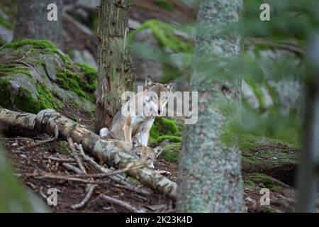 Lupo eurasiatico, nascosto nella foresta. Lupo durante il riposo mattutino. Europa natura. Predatore riuscito nella foresta. Predatore raro in natura europea Foto Stock