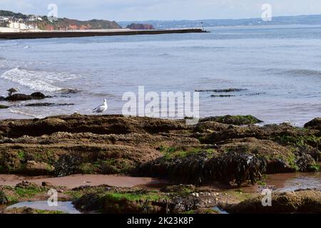 Lungomare di Dawlish. Foto Stock
