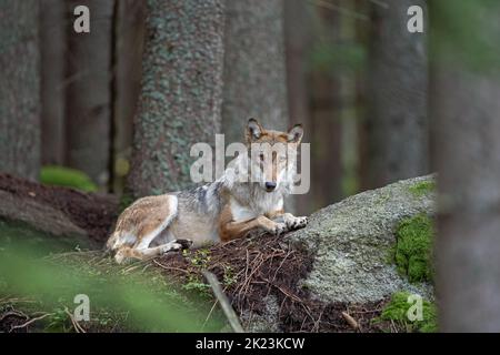 Lupo eurasiatico, nascosto nella foresta. Lupo durante il riposo mattutino. Europa natura. Predatore riuscito nella foresta. Predatore raro in natura europea Foto Stock