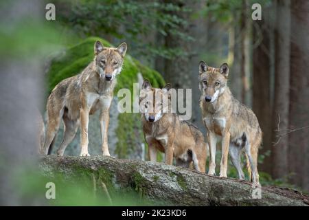 Lupo eurasiatico, nascosto nella foresta. Lupo durante il riposo mattutino. Europa natura. Predatore riuscito nella foresta. Predatore raro in natura europea Foto Stock