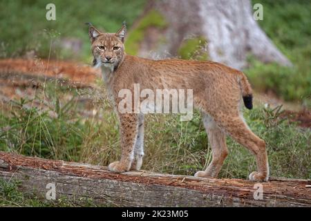 Lince eurasiatica, che si nasconde nella foresta. Piccola lince che si nasconde nei cespugli. Simpatico lynx che guarda alla fotocamera. Predatore raro in natura europea. Foto Stock