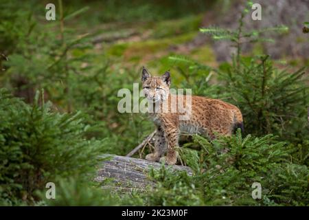 Lince eurasiatica, che si nasconde nella foresta. Piccola lince che si nasconde nei cespugli. Simpatico lynx che guarda alla fotocamera. Predatore raro in natura europea. Foto Stock