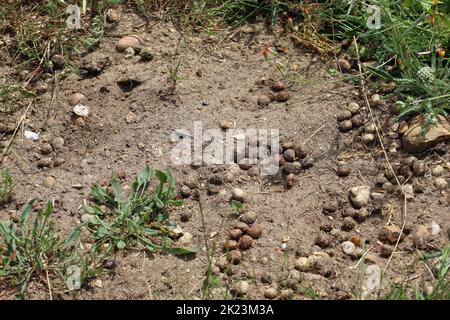 Coniglio, Oryctolagus cuniculus, feci su terreno sabbioso in primo piano con ciottoli di pietra e erba sfocata sullo sfondo. Foto Stock