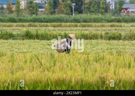 Chengdu, provincia cinese del Sichuan. 21st Set, 2022. Un abitante del villaggio raccoglie risone nel villaggio di Xinhua a Chongzhou, nella provincia del Sichuan del sud-ovest della Cina, 21 settembre 2022. Credit: Xu Bingjie/Xinhua/Alamy Live News Foto Stock