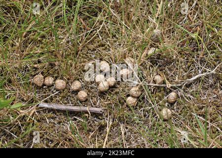 Coniglio, Oryctolagus cuniculus, feci su terreno sabbioso in primo piano con ciottoli di pietra e erba sfocata sullo sfondo. Foto Stock