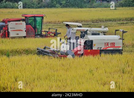 Chengdu, provincia cinese del Sichuan. 22nd Set, 2022. Gli agricoltori che guidano le trebbiatrici lavorano in un risaie nel villaggio di Shanhe di Chengdu, nella provincia del Sichuan del sud-ovest della Cina, 22 settembre 2022. Credit: Liu Kun/Xinhua/Alamy Live News Foto Stock