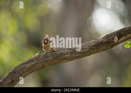 Vista frontale di un giovane cardinale nord maschio, Cardinalis cardinalis, guardando la telecamera. L'uccello è appollaiato su un ramo con sfondo bokeh. Foto Stock