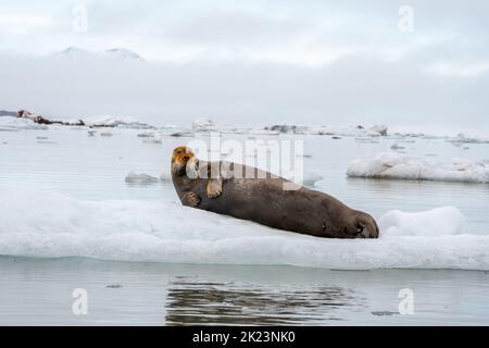 Foca bugnata (Erignathus barbatus) sdraiata sul gallio di ghiaccio questa foca solitaria preferisce acque poco profonde coperte di ghiaccio. Viaggia stagionalmente, spesso carri Foto Stock