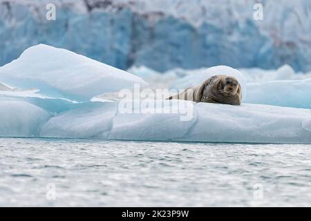 Foca bugnata (Erignathus barbatus) sdraiata sul gallio di ghiaccio questa foca solitaria preferisce acque poco profonde coperte di ghiaccio. Viaggia stagionalmente, spesso carri Foto Stock