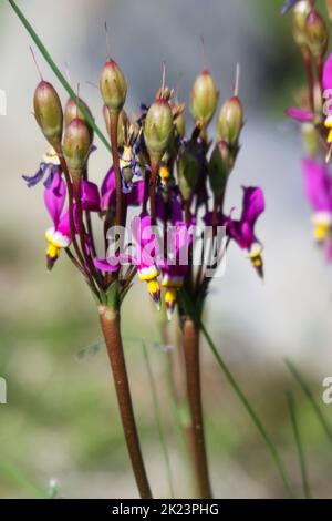 Fiore selvatico viola dell'Alaska fotografato vicino Homer, Alaska. Homer è una città dell'Alaska di Stati Uniti d'America, situata nella Penisola del Kenai, nello stato federato del Jarsi. Si trova a 351 km (218 miglia) Foto Stock