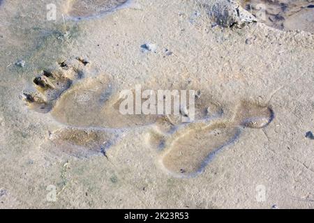 Impronta di un orso grizzly, detto anche orso bruno (Ursus arctos) che si posa nel remoto Parco Nazionale di Katmai osservazione guidata dell'orso selvaggio nel Parco Nazionale di Katmai Foto Stock