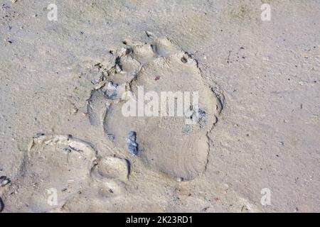 Impronta di un orso grizzly, detto anche orso bruno (Ursus arctos) che si posa nel remoto Parco Nazionale di Katmai osservazione guidata dell'orso selvaggio nel Parco Nazionale di Katmai Foto Stock